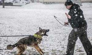 na zdjęciu policjant z psem