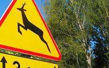 znak drogowy informujący o dzikich zwierzętach