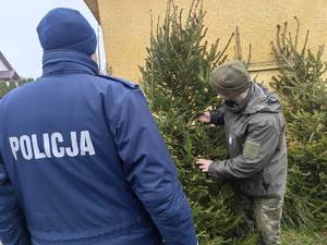 Policjanci wspólnie z funkcjonariuszami Straży Leśnej monitorują punkty sprzedaży drzewek na terenie powiatu monieckiego