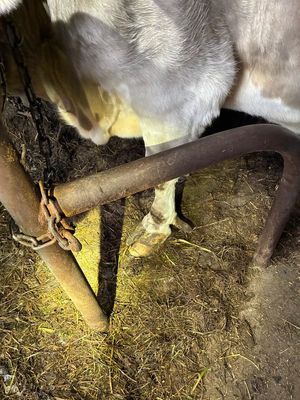 krowa ze spętanymi kończynami przednimi