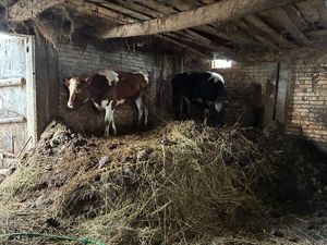 krowa w niewłaściwych warunkach w oborze