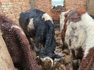 krowy w niewłaściwych warunkach w oborze