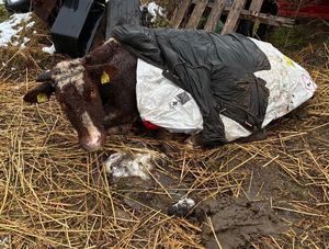 krowa na podwórku przykryta kurtka