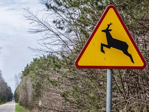 znak uwaga dzika zwierzyna